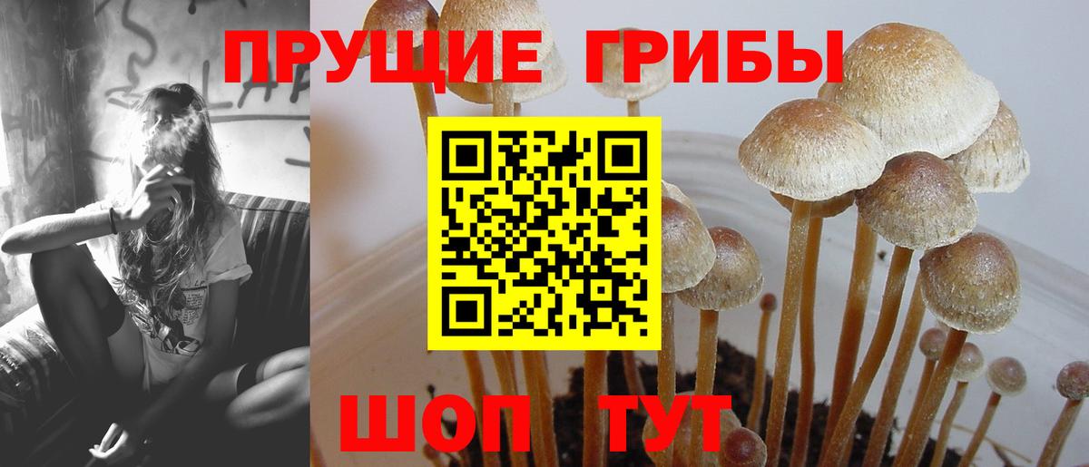 Чита  Псилоцибиновые грибы Magic Shrooms  Вход с VPN  Псилоцибиновые грибы GOLDEN TEACHER 
